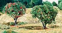 Fruit (Apples & Oranges)