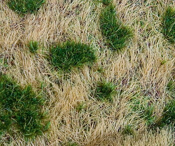Landschafts-Segment Bahndamm/