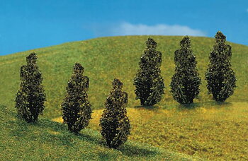6 Thujas, ca. 40 mm
