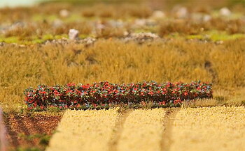 Hecke (Herbstlaub)