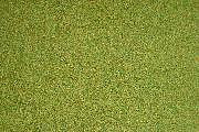Grasm Frühlingswiese 200x120