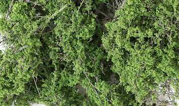 Fine Leaf Foliage, Medium Gree