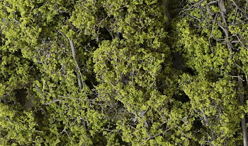Fine Leaf Foliage, Light Green