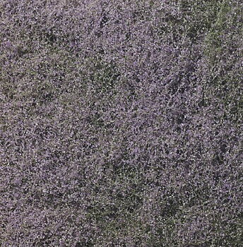 Flowering Foliage, Purple