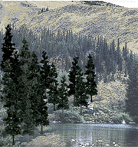 Trees Conifer 2.5-4'' 24 st