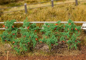 Tomatplantor, 18st