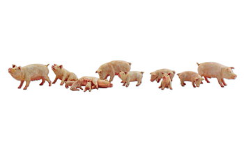 Yorkshire Pigs - N Scale