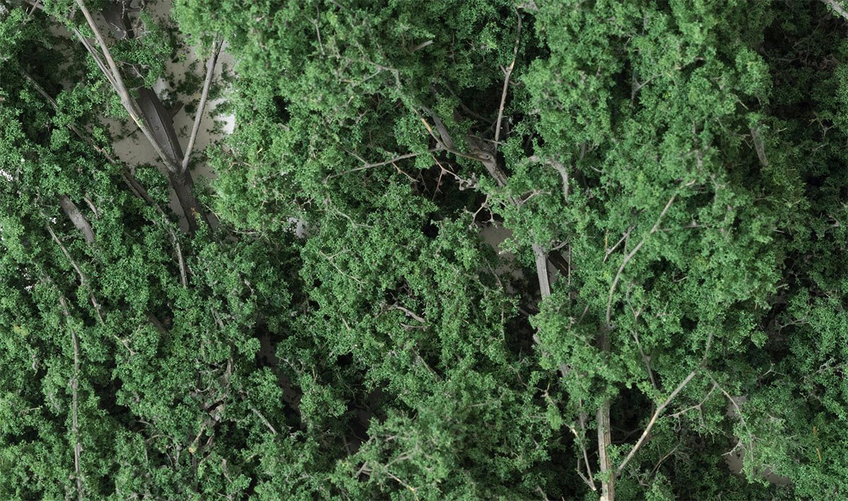 Fine Leaf Foliage, Dark Green