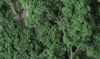 Fine Leaf Foliage, Dark Green