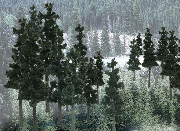 Trees Conifer 2.5-4"