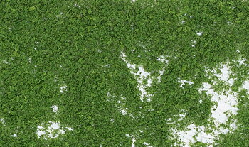 Foliage. medium green