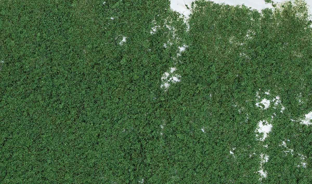 Foliage. dark green