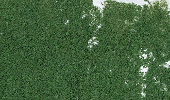 Foliage. dark green