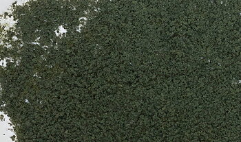 Foliage. conifer green