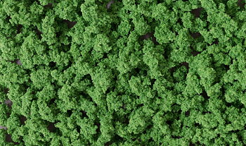 Bushes Clump-Foliage Medium Gr