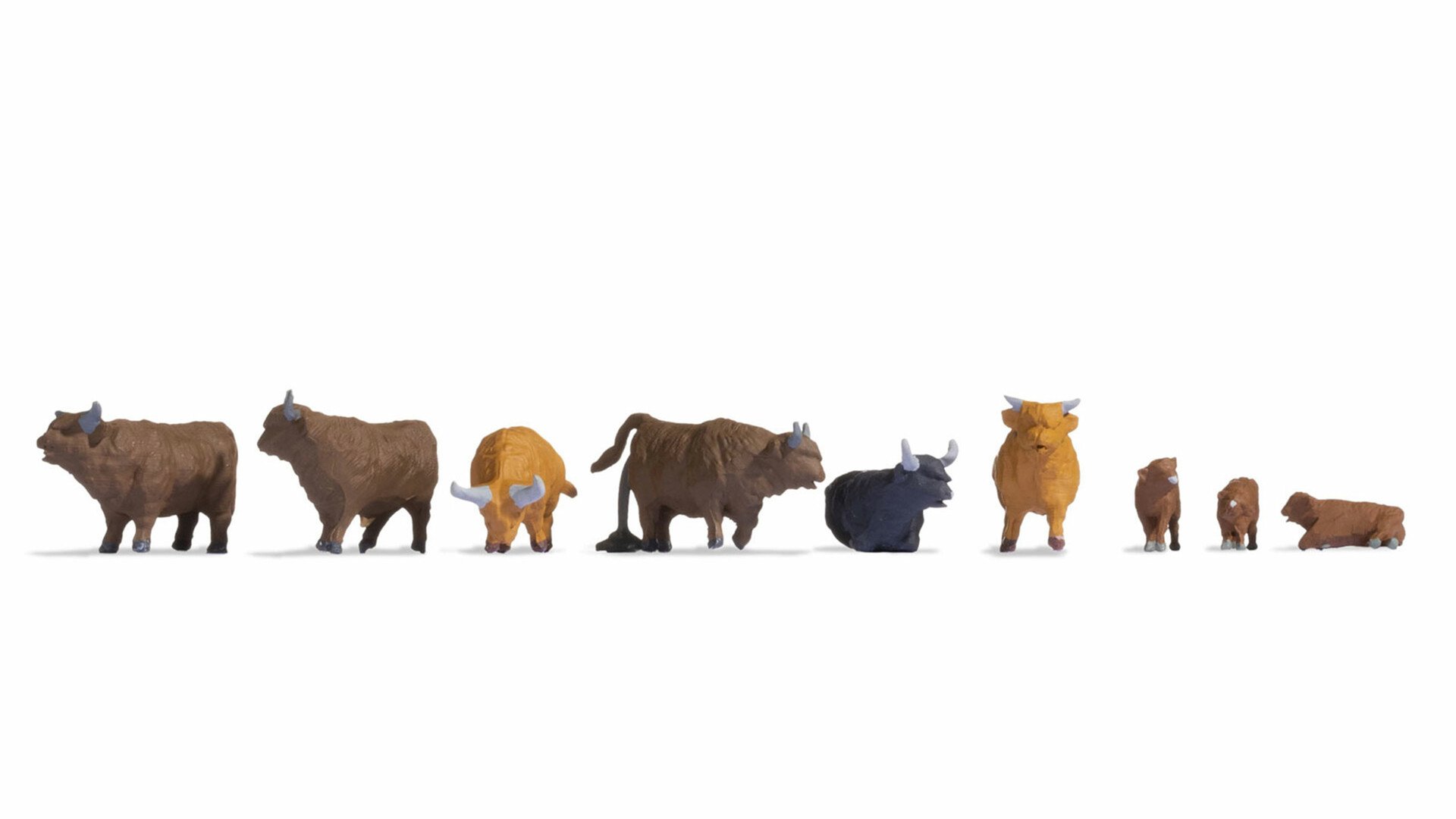 Highland Cattle