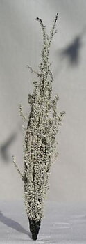 Poppel 110-130mm, vinter, x4
