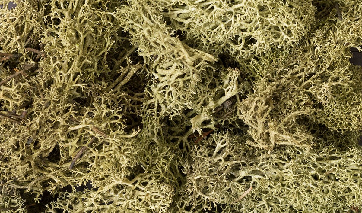 Lichen Spring Green