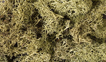 Lichen Spring Green