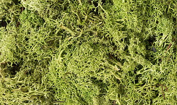 Lichen Light Green