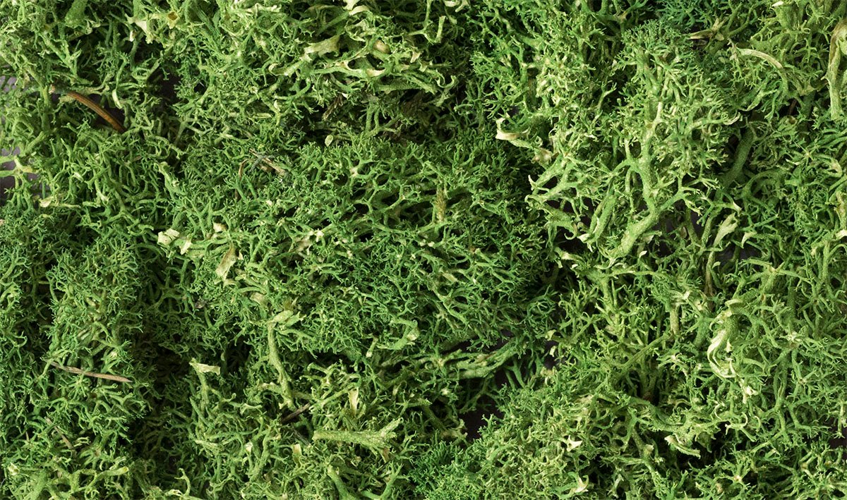 Lichen Medium Green