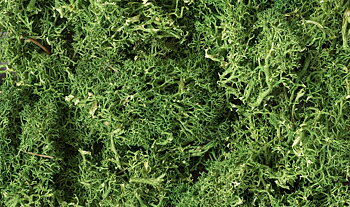 Lichen Medium Green