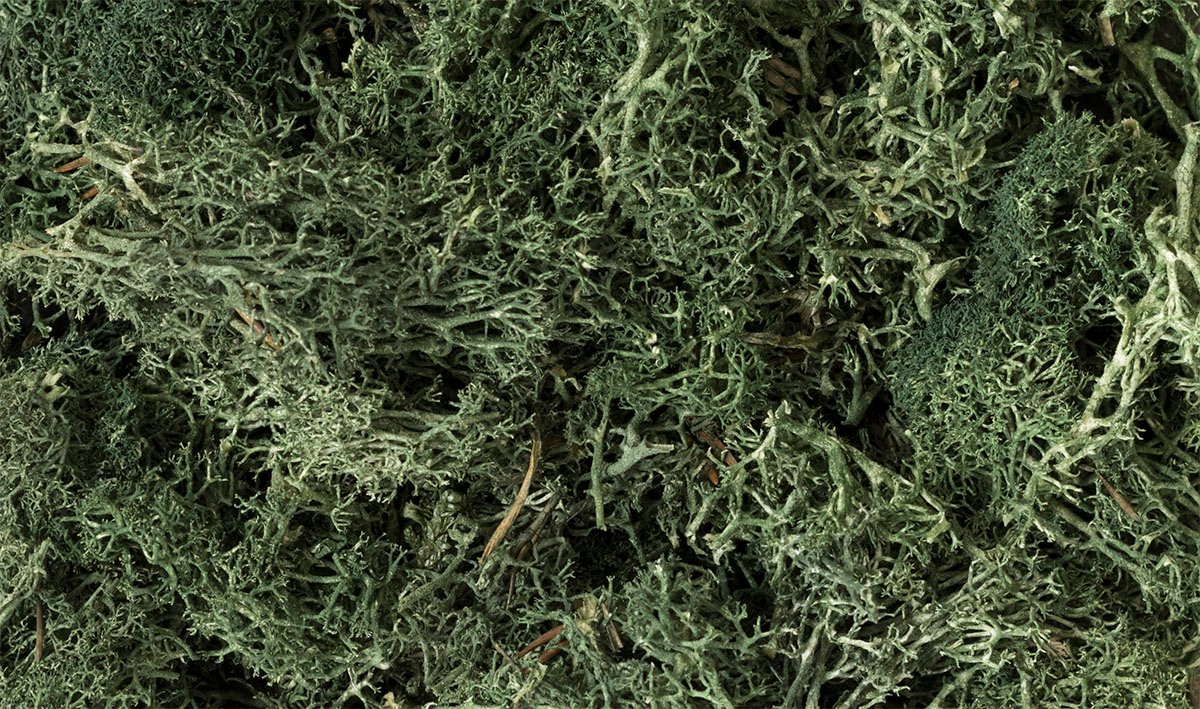 Lichen Dark Green