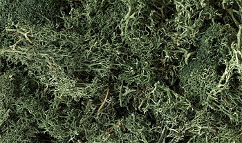 Lichen Dark Green