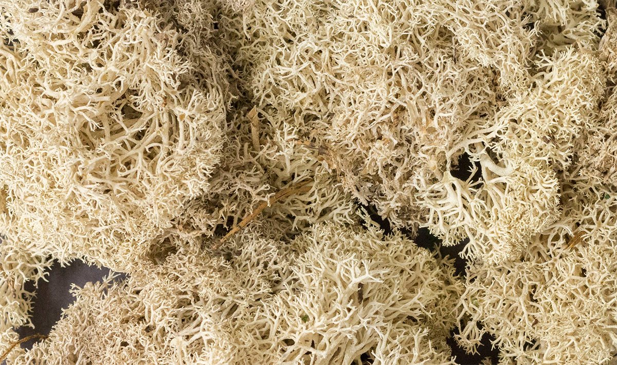 Lichen Natural