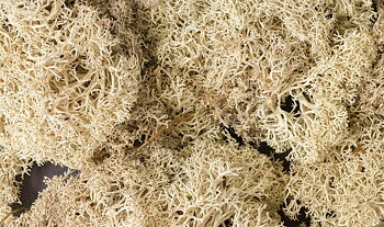 Lichen Natural