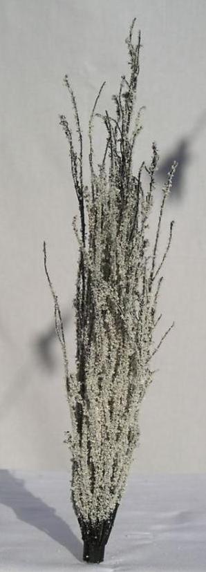 Poppel 190-220mm, vinter, x3