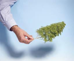 Nature Trees  - 4