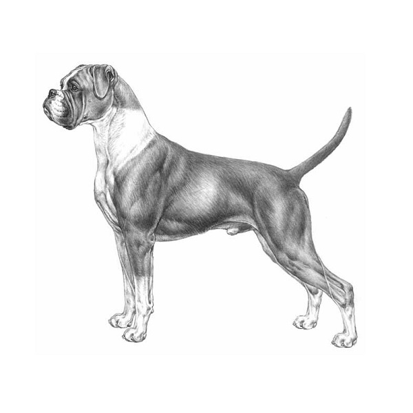 Boxer Guardian Bell. (3,5 cm) - 2