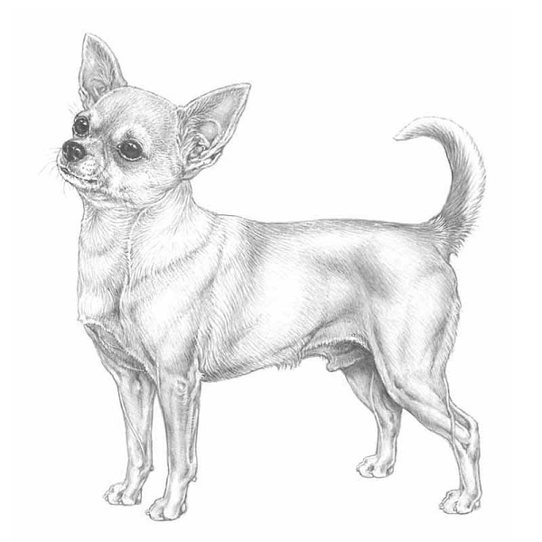 Chihuahua Wächter-Glocke. (3,5 cm) - 2