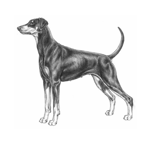 Doberman Guardian Bell. (3,5 cm) - 2