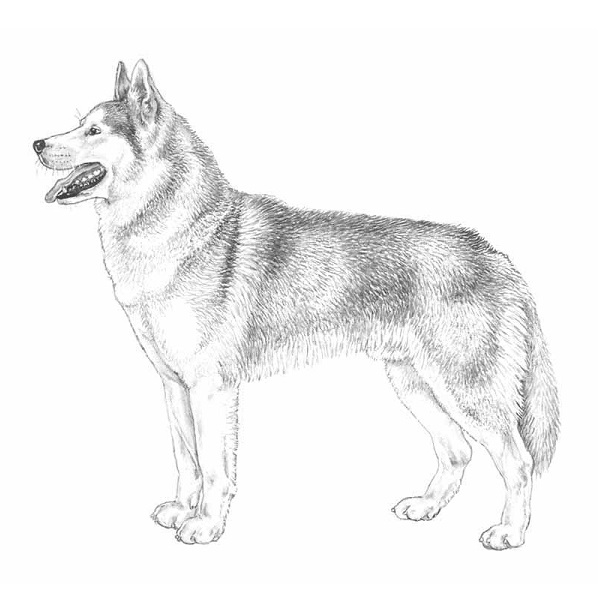 Siberian Husky Guardian Bell. (3,5 cm) - 2