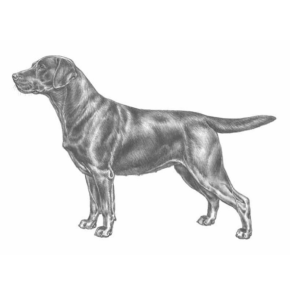 Labrador Wächterglocke. (3,5 cm) - 2
