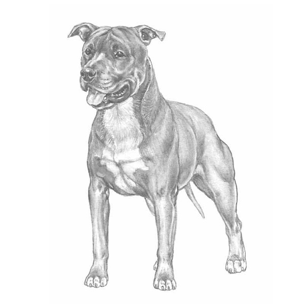 Pitbull Guardian Bell. (3,5 cm) - 2