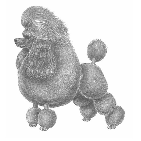 Puddel vokterklokke. (3,5 cm) - 2
