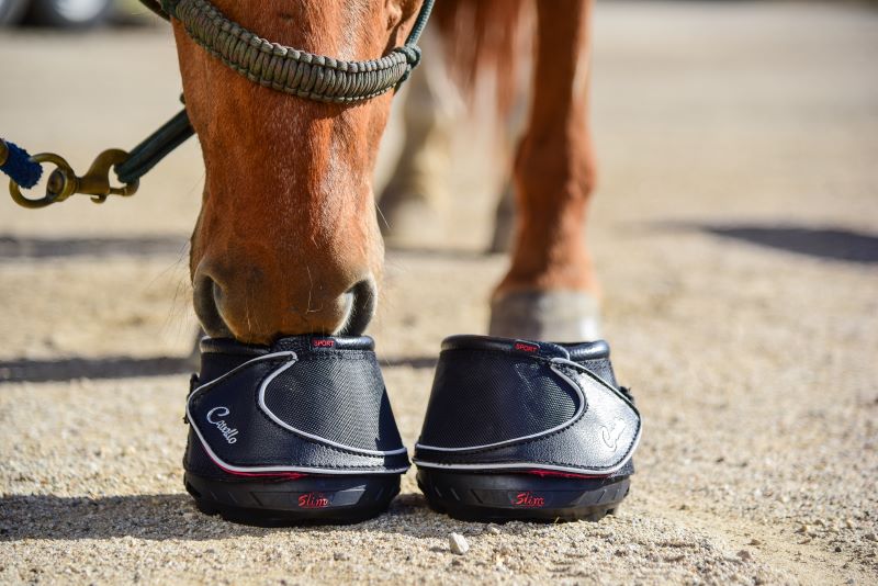 Cavallo Sport REGULAR - 6