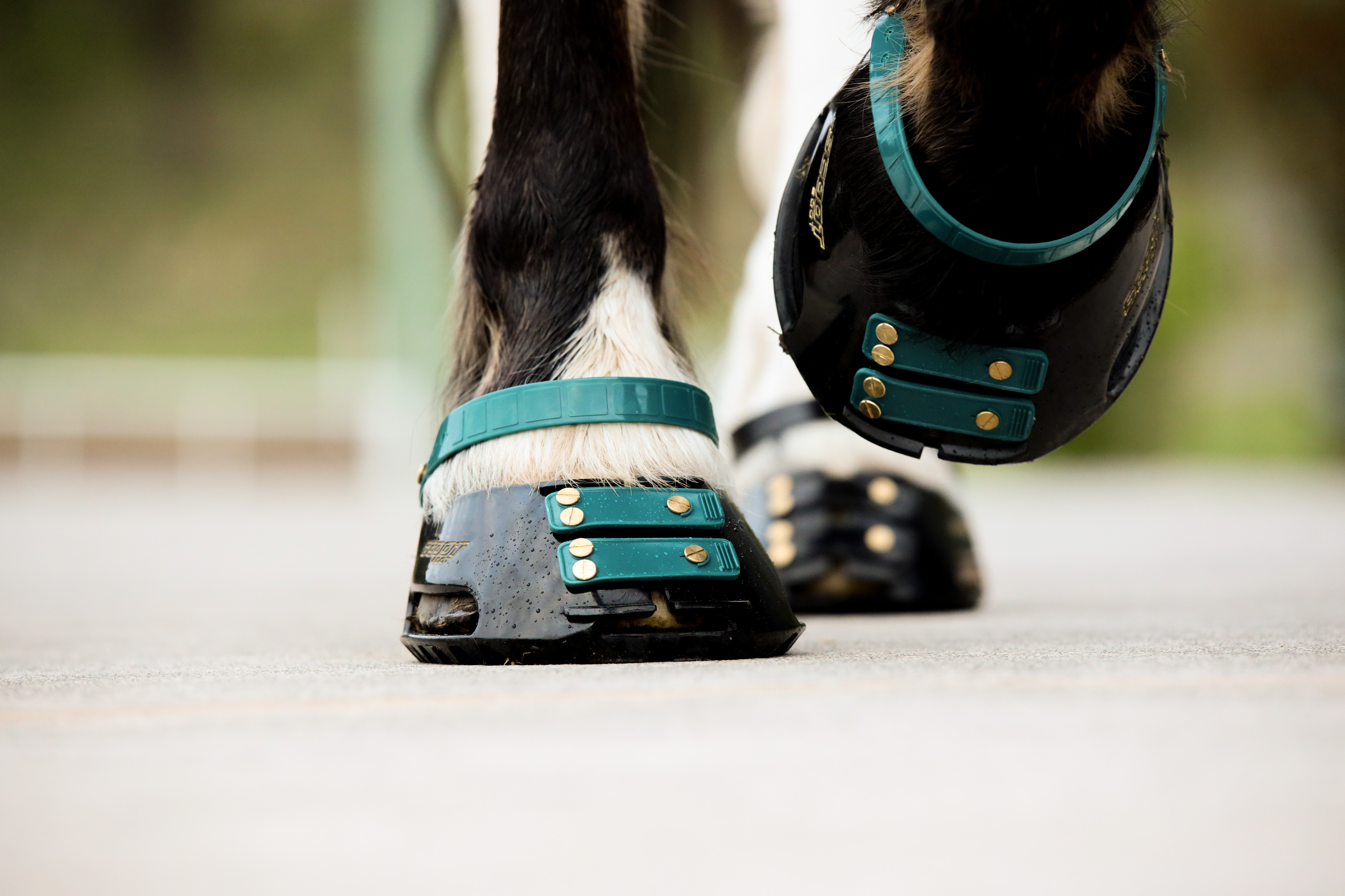 Scootboot  Pastern Strap - 2-pack - 9