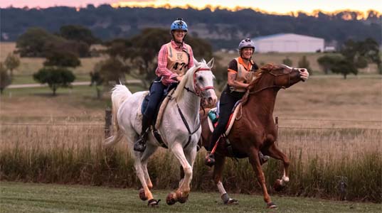  Nu Galopperar Renegade Viper in hos oss igen! 