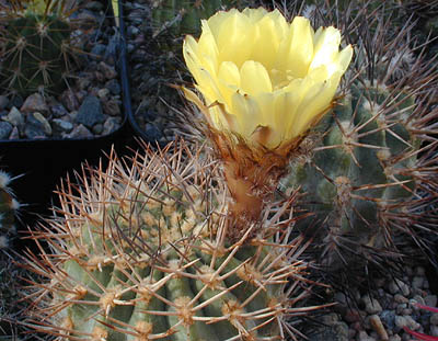 Acanthocalycium thionanthum MN 4 (Amaicha del Valle, 2000m, Arg)