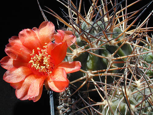 Acanthocalycium thionanthum v. erythrantha DH 8