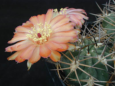 Acanthocalycium thionanthum v. ferrarii WR 572 (Santa Maria, Tuc, Arg)