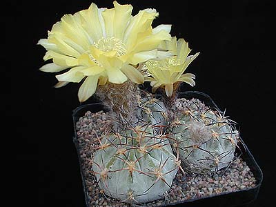 Acanthocalycium thionanthum v. glaucum P 394