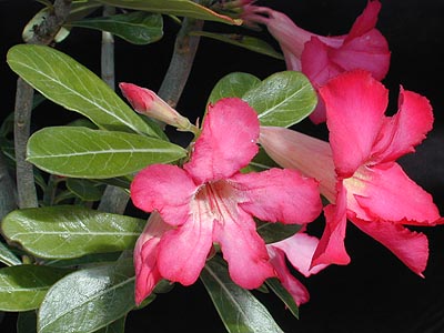 Adenium obesum - 2