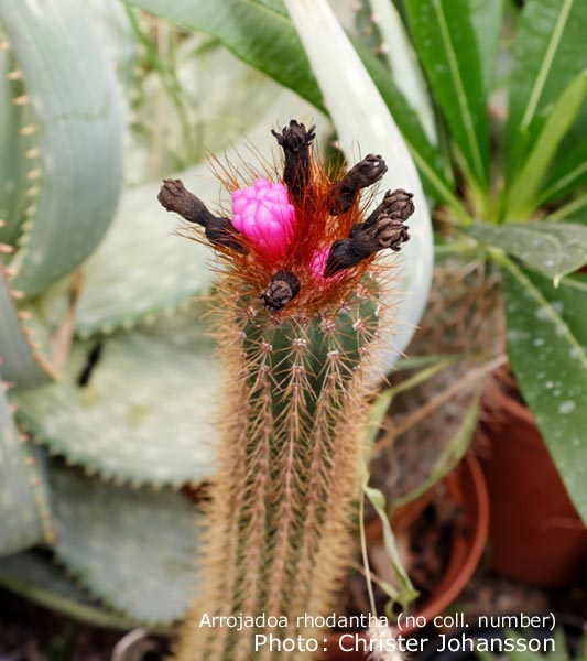 Arrojadoa rhodantha v. occibaihensis HU 208