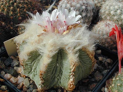 Aztekium ritterii