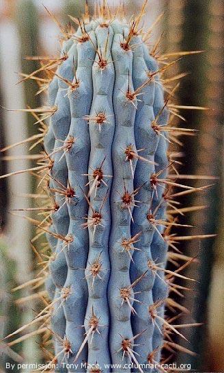 Azureocereus hertlingianus